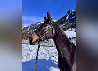 Westfaliano, Giumenta, 14 Anni, 165 cm, Baio