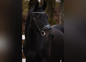 Westfaliano, Giumenta, 14 Anni, 169 cm, Morello