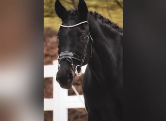 Westfaliano, Giumenta, 14 Anni, 169 cm, Morello