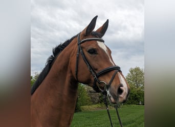 Westfaliano, Giumenta, 14 Anni, 170 cm, Baio
