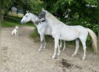 Westfaliano, Giumenta, 14 Anni, Grigio
