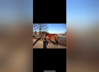 Westfaliano, Giumenta, 15 Anni, 164 cm, Baio