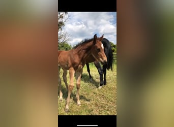 Westfaliano, Giumenta, 15 Anni, 164 cm, Baio