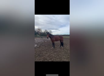 Westfaliano, Giumenta, 15 Anni, 164 cm, Baio