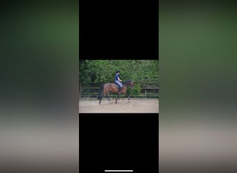 Westfaliano, Giumenta, 15 Anni, 164 cm, Baio