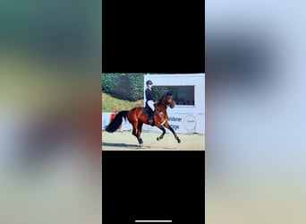 Westfaliano, Giumenta, 15 Anni, 164 cm, Baio