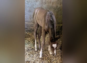 Westfaliano, Giumenta, 16 Anni, 159 cm, Morello