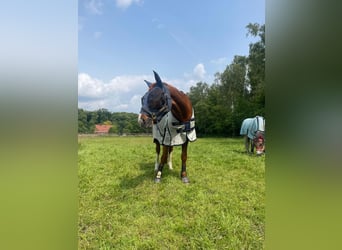 Westfaliano, Giumenta, 16 Anni, 163 cm, Sauro