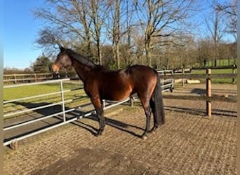 Westfaliano, Giumenta, 16 Anni, 164 cm, Baio