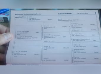Westfaliano, Giumenta, 16 Anni, 176 cm, Baio nero
