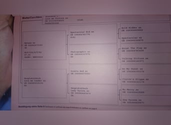 Westfaliano, Giumenta, 16 Anni, 176 cm, Baio nero