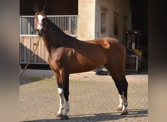 Westfaliano, Giumenta, 16 Anni, 180 cm, Baio scuro