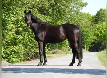 Westfaliano, Giumenta, 18 Anni, 168 cm, Baio scuro