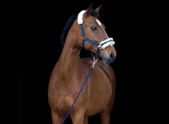 Westfaliano, Giumenta, 19 Anni, 168 cm, Baio