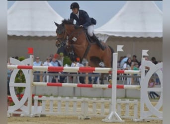 Westfaliano, Giumenta, 19 Anni, 168 cm, Baio