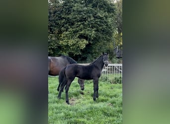 Westfaliano, Giumenta, 1 Anno, 173 cm, Baio nero