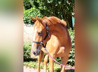 Westfaliano, Giumenta, 1 Anno, 175 cm, Sauro