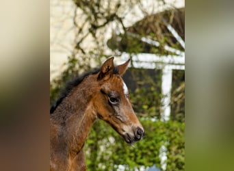 Westfaliano, Giumenta, 1 Anno, Baio scuro