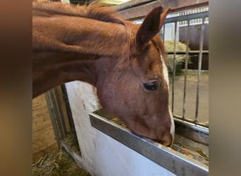 Westfaliano, Giumenta, 20 Anni, 170 cm, Sauro