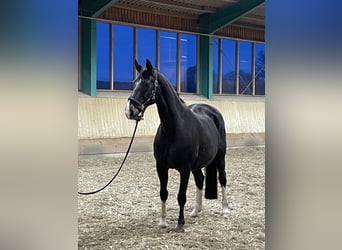 Westfaliano, Giumenta, 22 Anni, 165 cm