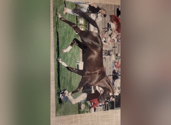 Westfaliano, Giumenta, 22 Anni, 165 cm