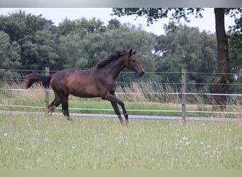 Westfaliano, Giumenta, 2 Anni, 159 cm, Baio scuro