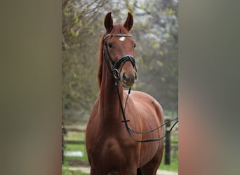 Westfaliano, Giumenta, 2 Anni, 162 cm, Sauro scuro