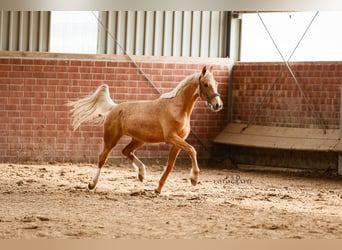 Westfaliano, Giumenta, 2 Anni, 163 cm, Palomino
