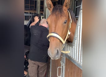 Westfaliano, Giumenta, 2 Anni, 164 cm, Baio chiaro