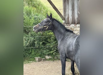 Westfaliano, Giumenta, 2 Anni, 165 cm, Può diventare grigio