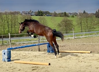 Westfaliano, Giumenta, 2 Anni, 167 cm, Baio