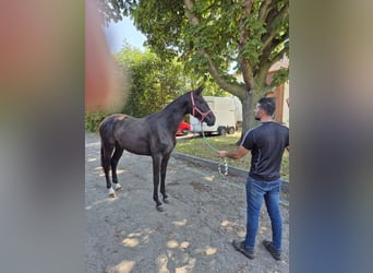 Westfaliano, Giumenta, 2 Anni, 168 cm, Baio scuro