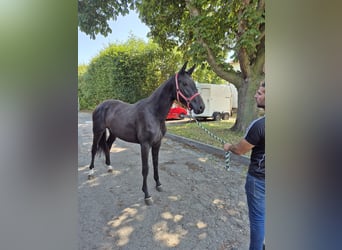 Westfaliano, Giumenta, 2 Anni, 168 cm, Baio scuro