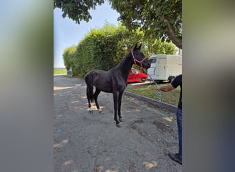 Westfaliano, Giumenta, 2 Anni, 168 cm, Baio scuro