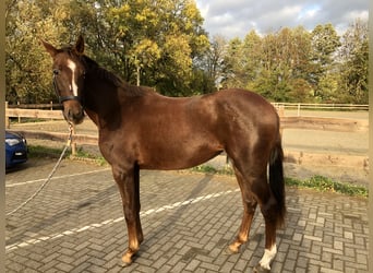 Westfaliano, Giumenta, 2 Anni, 168 cm, Sauro scuro