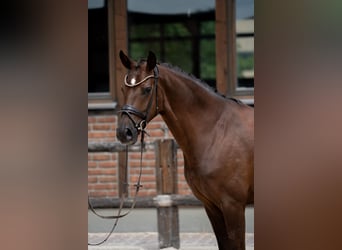 Westfaliano, Giumenta, 2 Anni, 168 cm, Sauro scuro