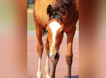 Westfaliano, Giumenta, 2 Anni, Baio