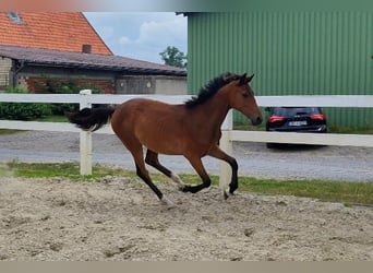 Westfaliano, Giumenta, 2 Anni, Baio