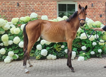 Westfaliano, Giumenta, 2 Anni, Baio