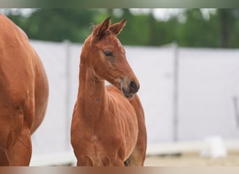 Westfaliano, Giumenta, 2 Anni, Baio