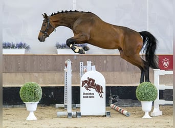 Westfaliano, Giumenta, 2 Anni, Baio