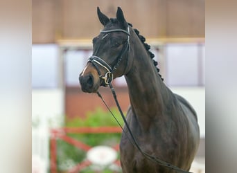 Westfaliano, Giumenta, 2 Anni, Baio nero