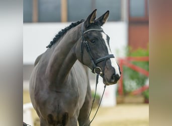 Westfaliano, Giumenta, 2 Anni, Baio nero