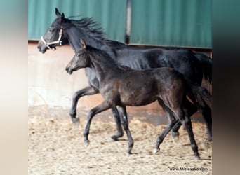 Westfaliano, Giumenta, 2 Anni, Baio nero