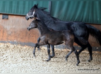 Westfaliano, Giumenta, 2 Anni, Baio nero