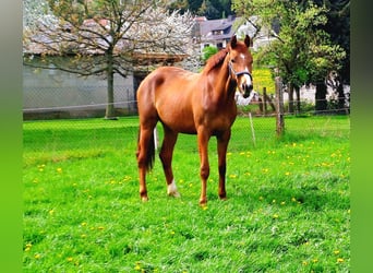 Westfaliano, Giumenta, 2 Anni, Sauro