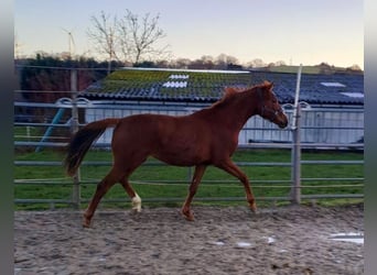 Westfaliano, Giumenta, 2 Anni, Sauro