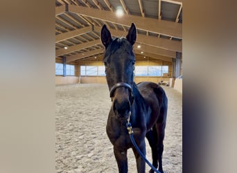 Westfaliano, Giumenta, 3 Anni, 155 cm, Baio scuro