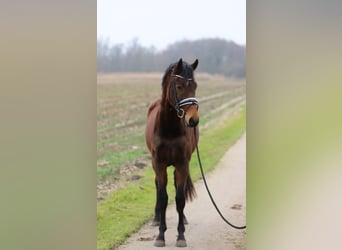 Westfaliano, Giumenta, 3 Anni, 160 cm, Baio