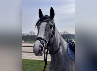 Westfaliano, Giumenta, 3 Anni, 160 cm, Grigio
